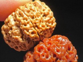 金刚菩提子怎么清理(刚入手金刚菩提子怎么清理)