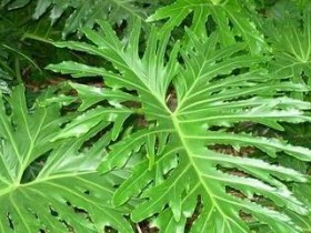 春雨的养殖技巧(春雨怎么养殖方法)