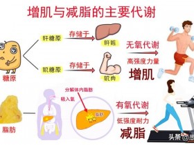 健身应该先有氧还是先无氧(健身应该先有氧还是先无氧减肥)