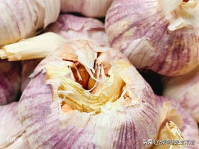 家庭怎样保存大蒜不发芽(家庭怎样保存大蒜不发芽发芽)