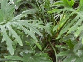 热文春雨的养殖技巧(春雨怎么养殖方法)