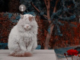 猫咪临死前的六个特殊征兆(其实它是在跟你告别)