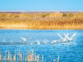 黄河入海口在什么地方(黄河入海口什么意思)