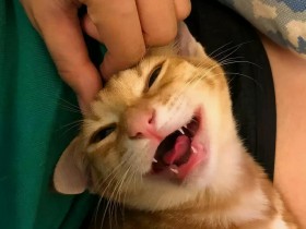 怎么确定猫认主人了(看看猫咪睡觉有没有这几个动作)