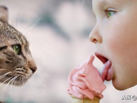 猫与主人缘分尽了就会死吗(猫和人的缘分是注定的)