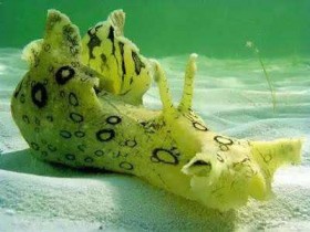 海兔是什么 海兔不适合什么人吃
