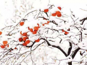 热文冬至有哪些习俗(冬至节气的传统习俗有哪些)