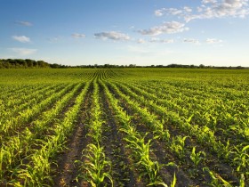 养殖业什么最赚钱农村(农村6个隐藏的新兴致富产业)