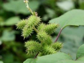 植物如何传播种子