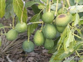 牛油果怎么种