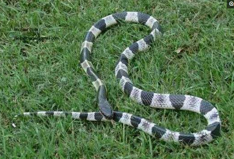 地球十大最毒的蛇