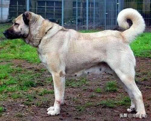 坎高犬（坎高犬vs中亚牧羊犬）