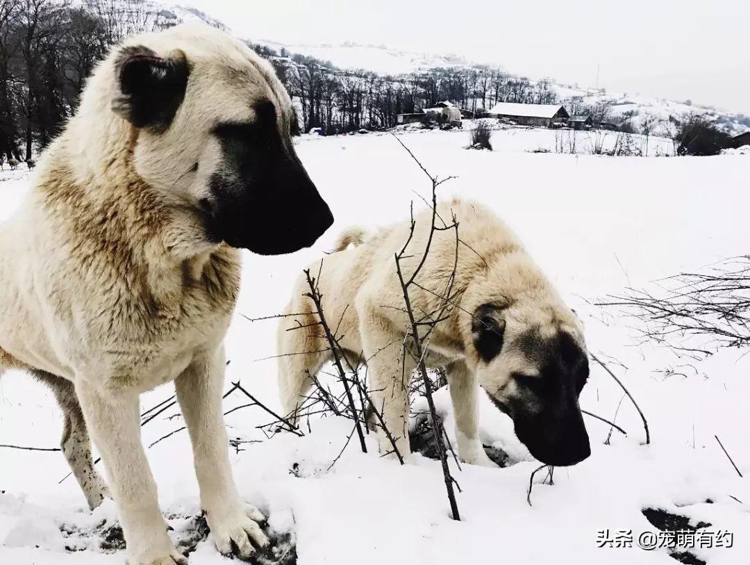 坎高犬（坎高犬vs中亚牧羊犬）