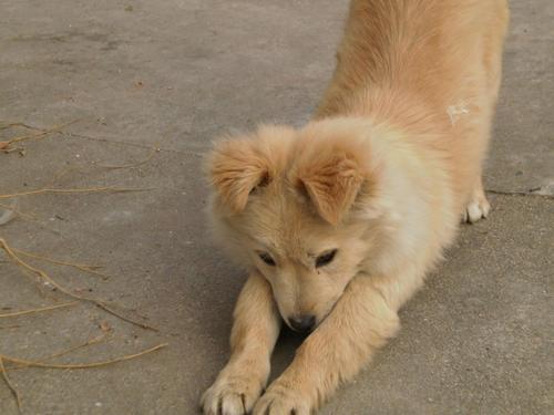 中华田园犬为什么禁养 (为什么土狗不能当宠物养)