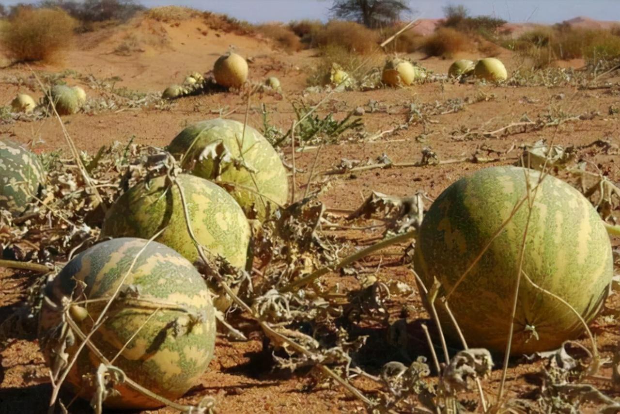 不要在沙漠里随地吃西瓜。科学家:救命随时都会死