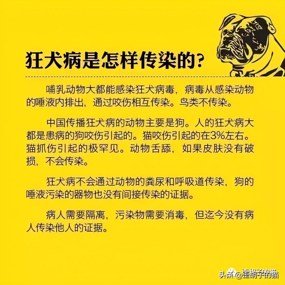 猫抓伤的死亡率为零(几率很小但真的存在)