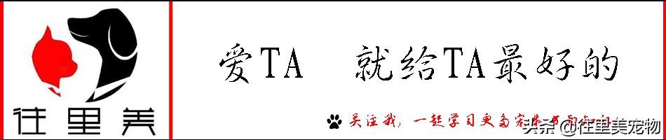 猫与主人缘分尽了就会死吗（猫和人的缘分是注定的）