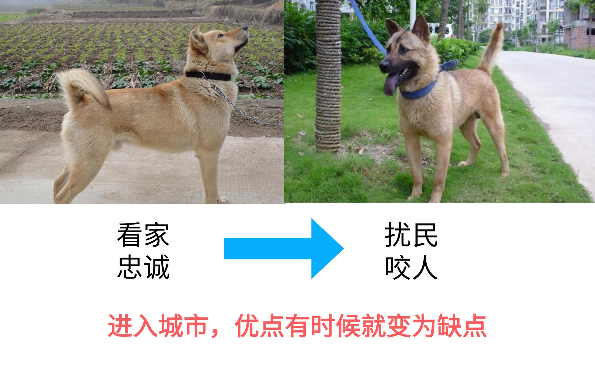 中华田园犬为什么禁养 (为什么土狗不能当宠物养)