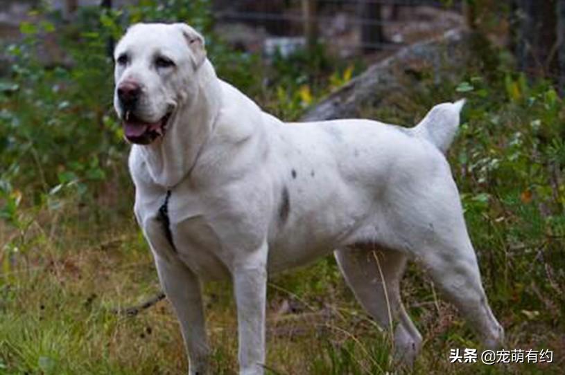 坎高犬（坎高犬vs中亚牧羊犬）