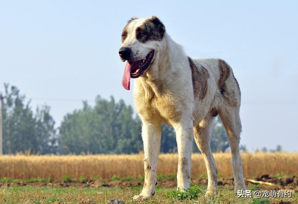 坎高犬（坎高犬vs中亚牧羊犬）