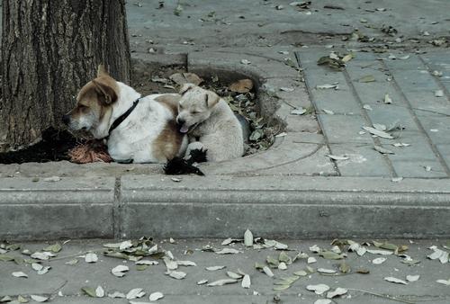 中华田园犬为什么禁养 (为什么土狗不能当宠物养)