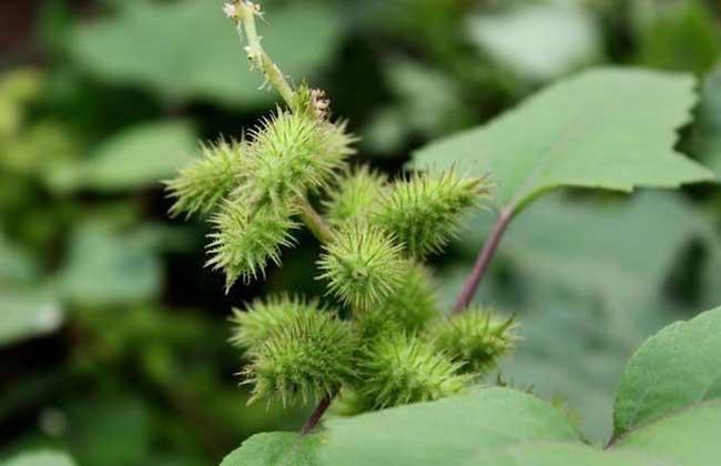 植物如何传播种子