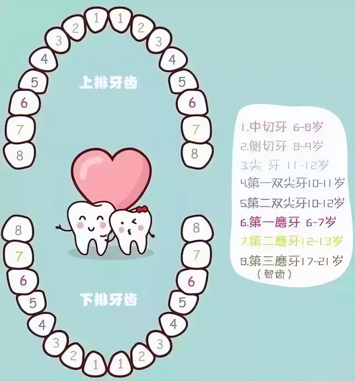 换牙齿顺序和年龄图（最全儿童换牙时间表）