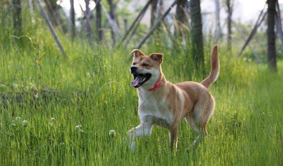 中华田园犬为什么禁养 (为什么土狗不能当宠物养)