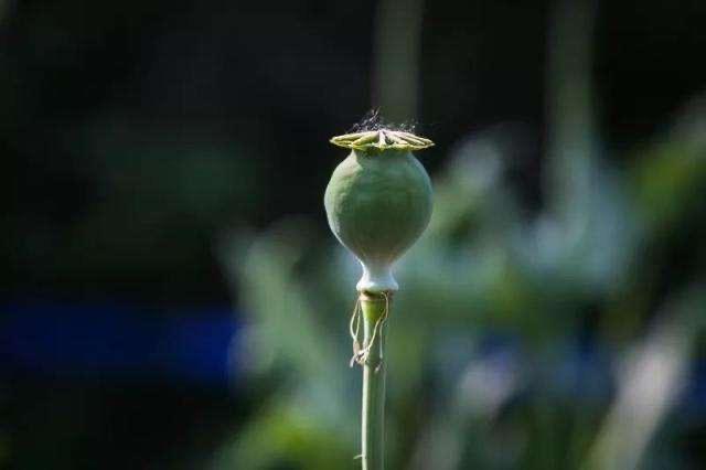 罂粟(美丽却“邪恶”的罂粟花)