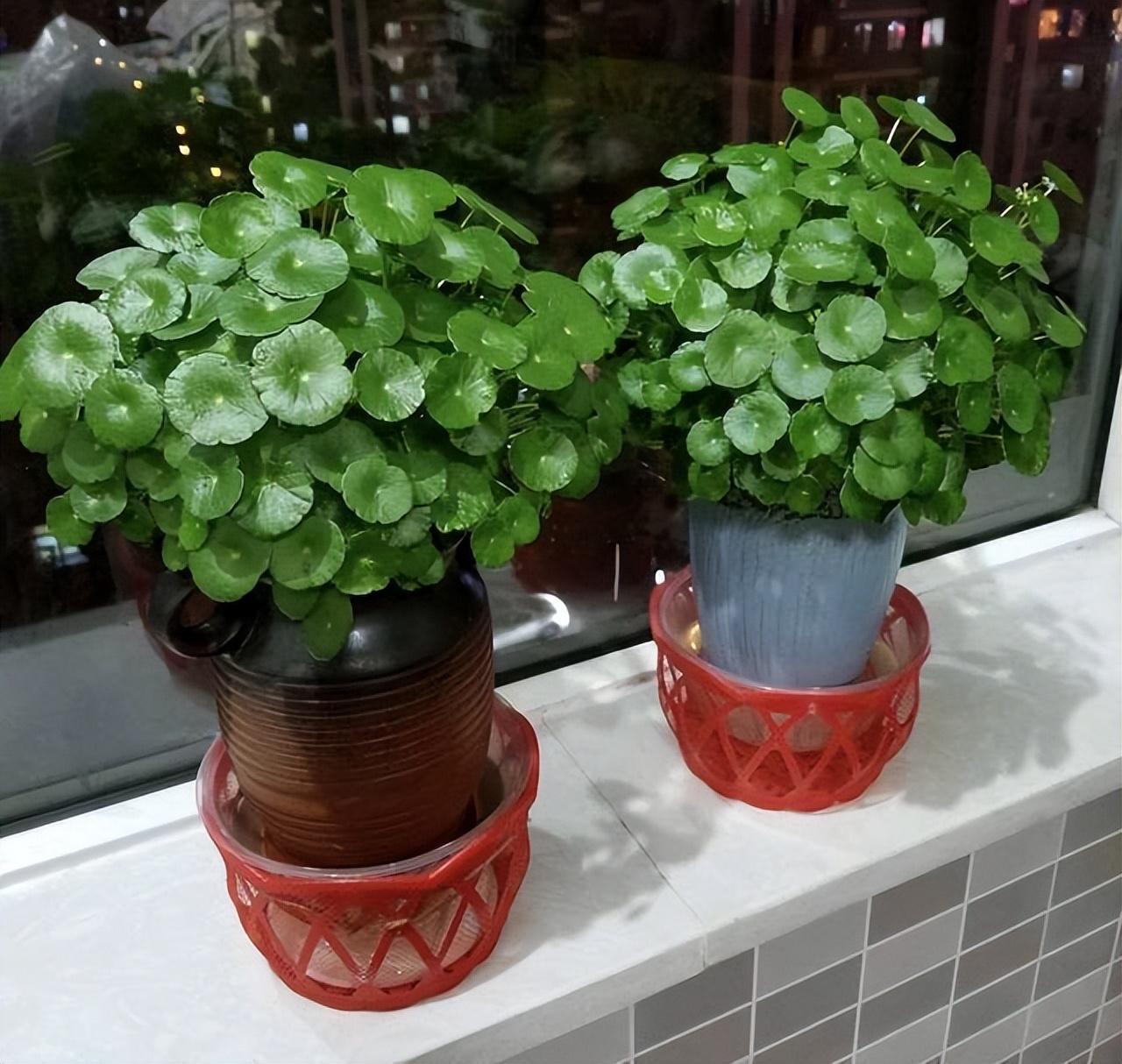十大最旺财花卉