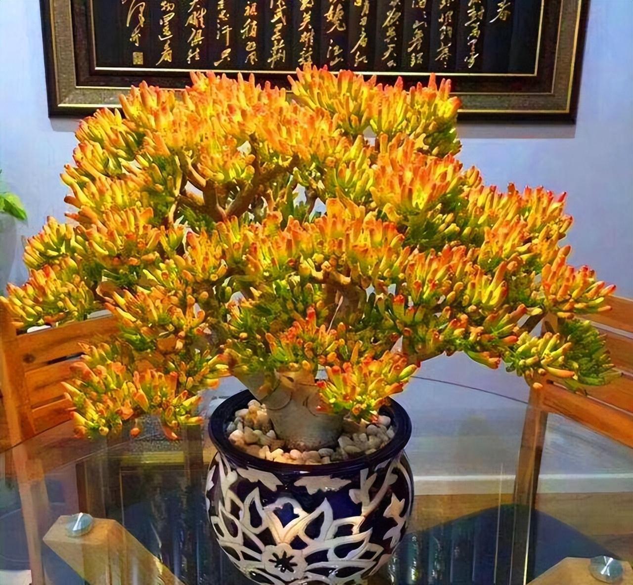 十大最旺财花卉