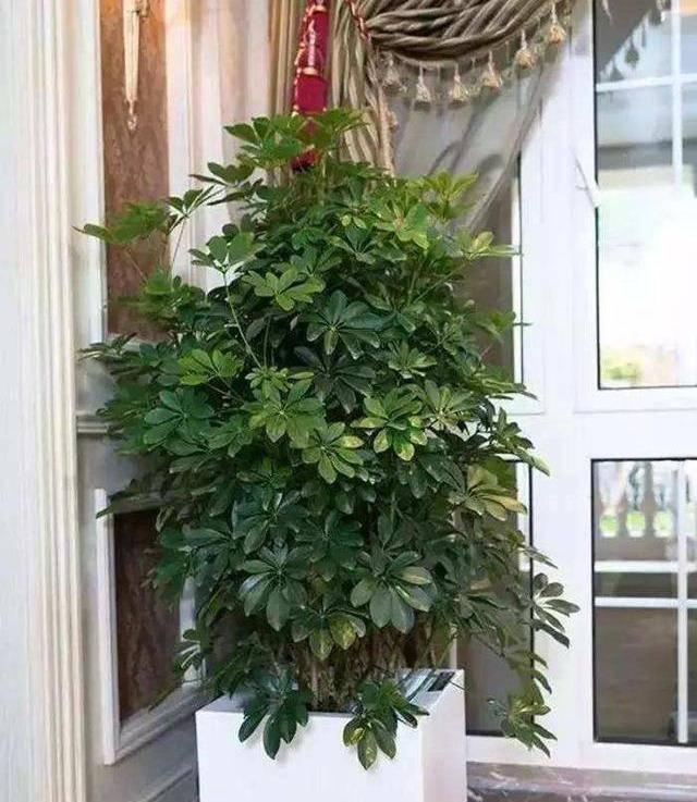 十大最旺财花卉