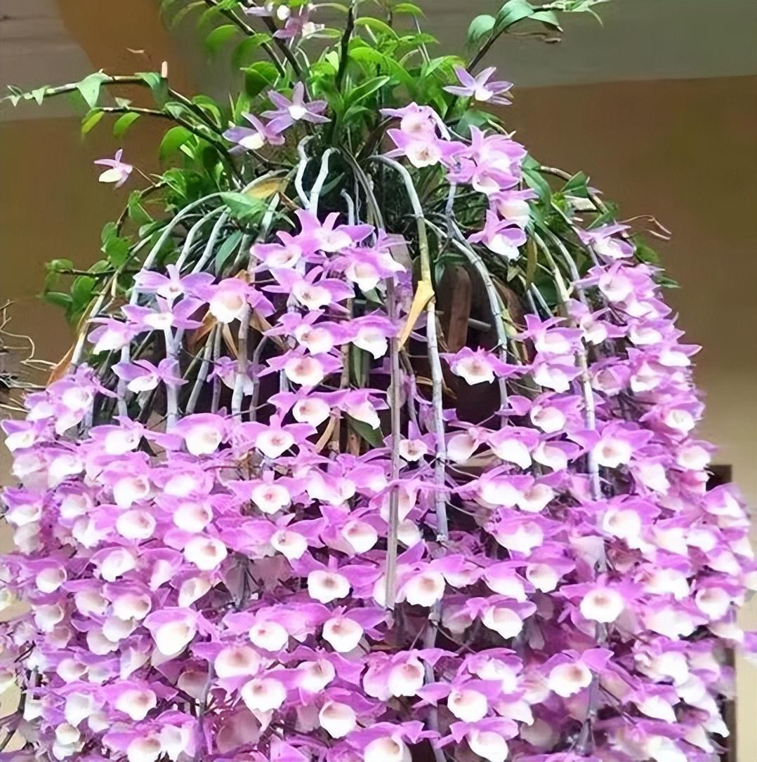 十大最旺财花卉