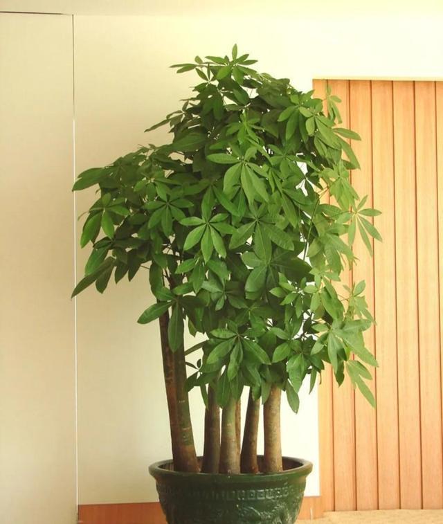 十大最旺财花卉