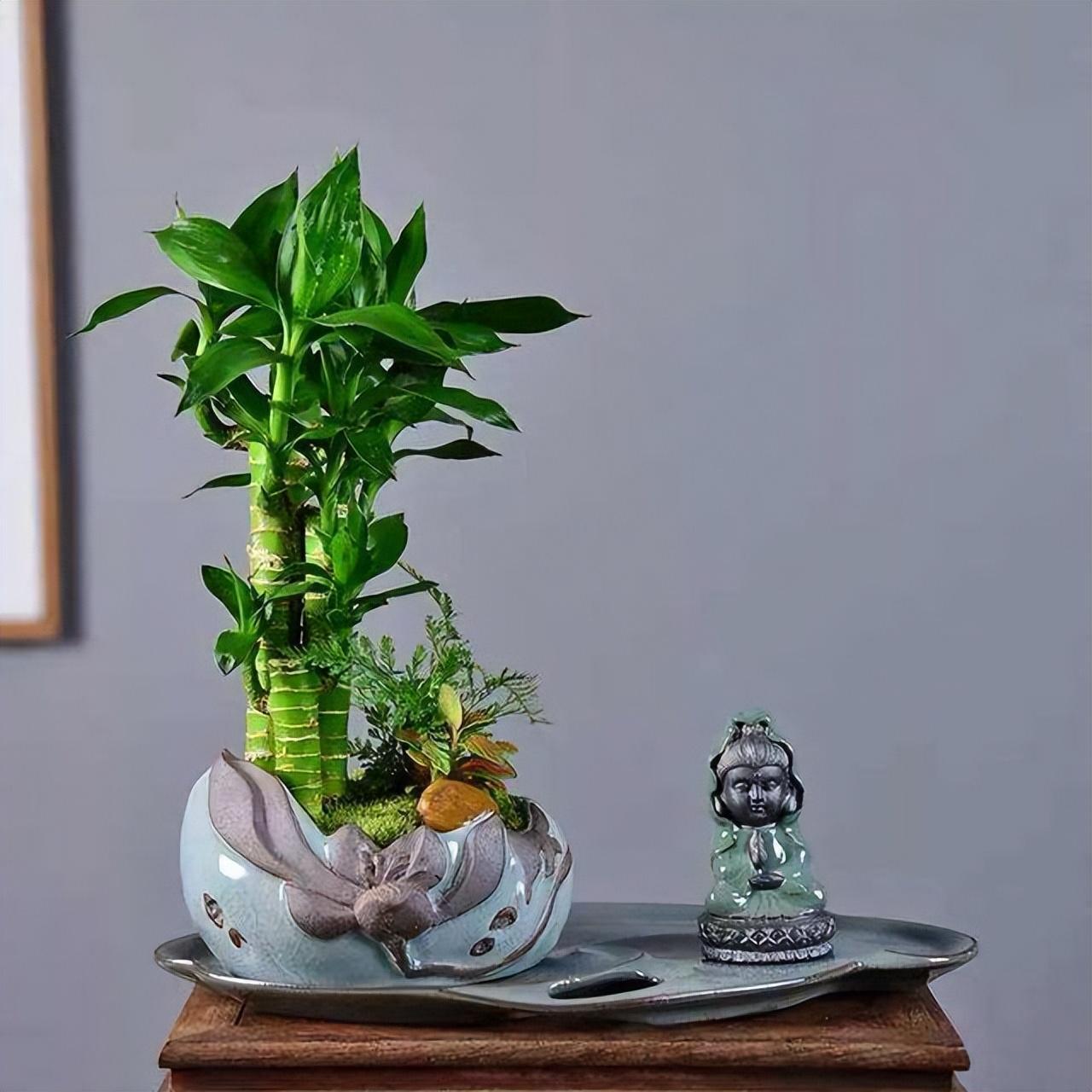 十大最旺财花卉